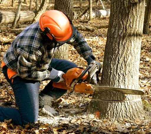 Tree Removal in Loraine, TX
